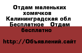 Отдам маленьких хомячков - Калининградская обл. Бесплатное » Отдам бесплатно   